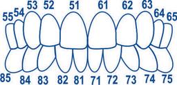teeth-scheme-child
